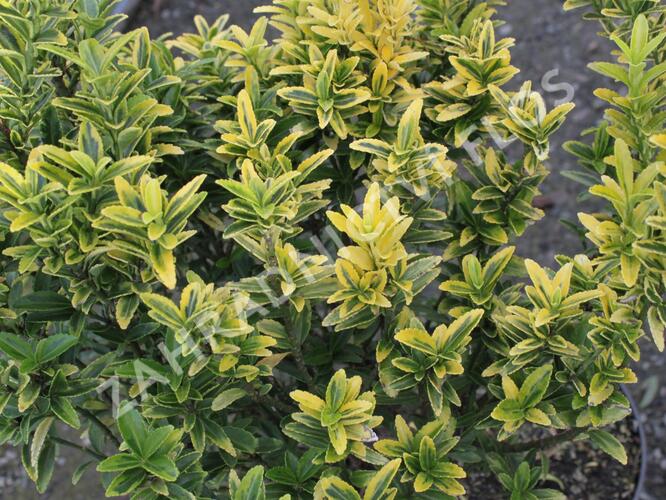 Brslen japonský 'Microphyllus Aureovariegatus' - Euonymus japonicus 'Microphyllus Aureovariegatus'