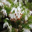 Vřesovec pleťový 'Alba' - Erica carnea 'Alba'