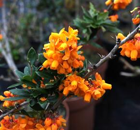 Dřišťál lologský 'Apricot Queen' - Berberis lologensis 'Apricot Queen'