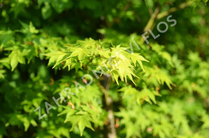 Javor dlanitolistý 'Tricolor' - Acer palmatum 'Tricolor'