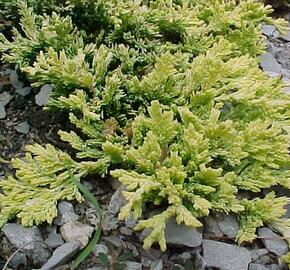 Jalovec polehlý 'Mother of Lode' - Juniperus horizontalis 'Mother of Lode'