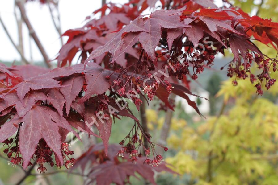 Javor dlanitolistý 'Okagami' - Acer palmatum 'Okagami'