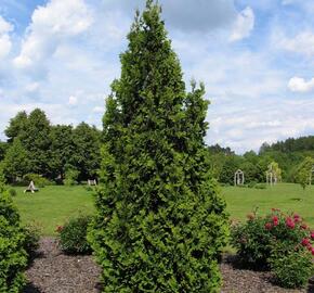 Zerav, túje západní 'Spiralis' - Thuja occidentalis 'Spiralis'