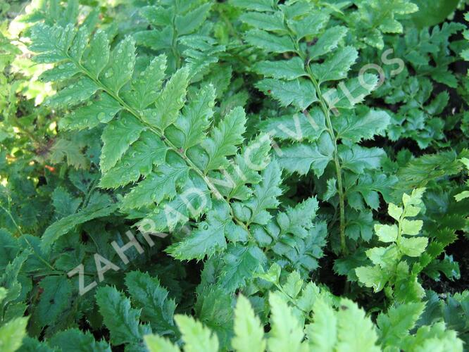 Kapradina laločnatá - Polystichum aculeatum