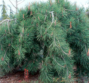 Borovice hustokvětá 'Pendula' - Pinus densiflora 'Pendula'