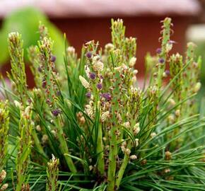 Borovice hustokvětá 'Henry Bud' - Pinus densiflora 'Henry Bud'