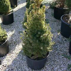 Smrk sivý 'Sander's Blue' - Picea glauca 'Sander's Blue'