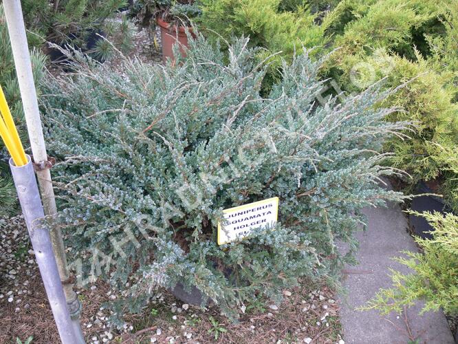 Jalovec šupinatý 'Holger' - Juniperus squamata 'Holger'