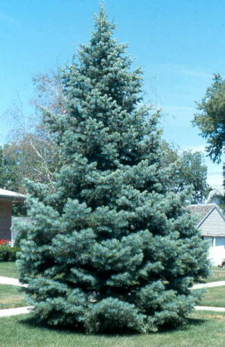 Jedle ojíněná 'Glauca' - Abies concolor 'Glauca'