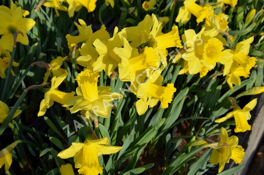 Narcis mix - Narcissus mix