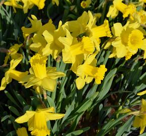 Narcis mix - Narcissus mix