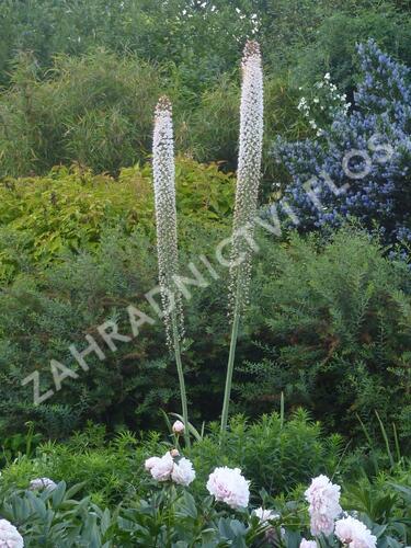 Liliochvostec himalájský - Eremurus himalaicus