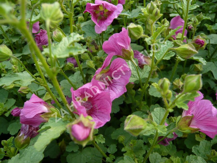 Anisodona kapská 'Dontella Pink' - Anisodontea capensis 'Dontella Pink'