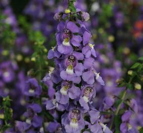 Angelonie 'Blue' - Angelonia gardneri 'Blue'