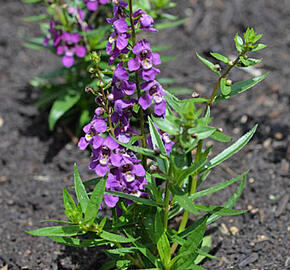 Angelonie 'Adessa Mini Purple' - Angelonia gardneri 'Adessa Mini Purple'