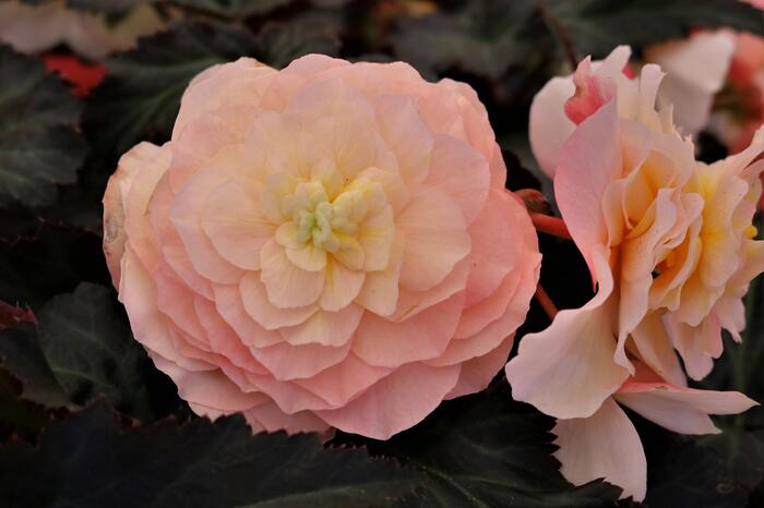 Begónie 'I'conia Portofino Champagne' - Begonia 'I'conia Portofino Champagne'