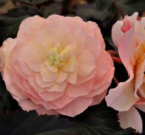 Begónie 'I'conia Portofino Champagne' - Begonia 'I'conia Portofino Champagne'