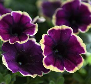 Petúnie 'Surprise Moonlight Bay' - Petunia hybrida 'Surprise Moonlight Bay'