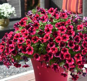 Petúnie 'Sweetunia Suzie Storm' - Petunia hybrida 'Sweetunia Suzie Storm'