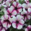 Petúnie 'Sweetunia Purple Touch' - Petunia hybrida 'Sweetunia Purple Touch'