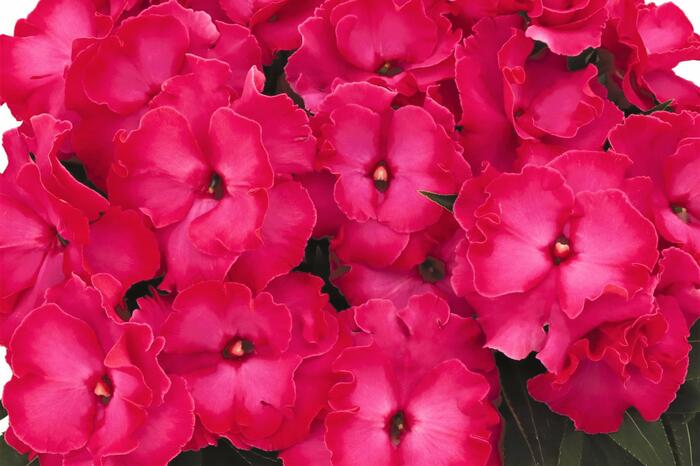 Netýkavka 'Roller Coaster Hot Pink' - Impatiens Neu-Guinea 'Roller Coaster Hot Pink'