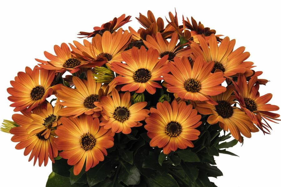 Dvoutvárka 'Margarita Orange Flare' - Osteospermum ecklonis 'Margarita Orange Flare'