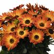 Dvoutvárka 'Margarita Orange Flare' - Osteospermum ecklonis 'Margarita Orange Flare'