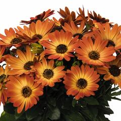 Dvoutvárka 'Margarita Orange Flare' - Osteospermum ecklonis 'Margarita Orange Flare'