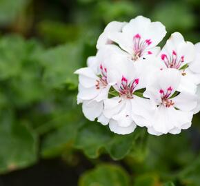 Muškát, pelargonie půdopokryvná 'Salmon / White' - Pelargonium hybridum 'Salmon / White'