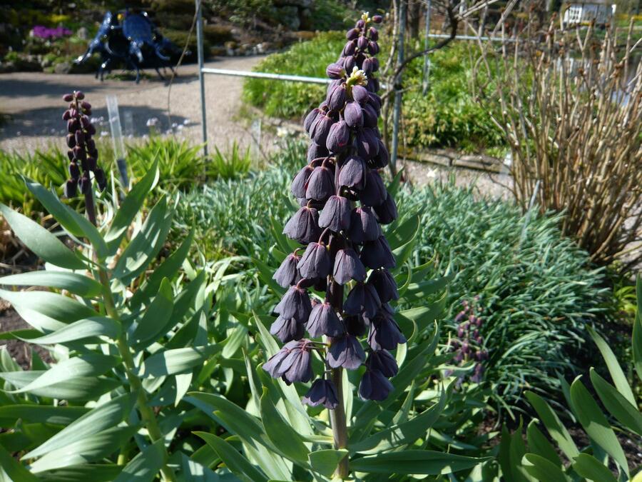 Řebčík perský - Fritillaria persica