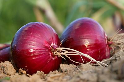 onion-1565604_1920