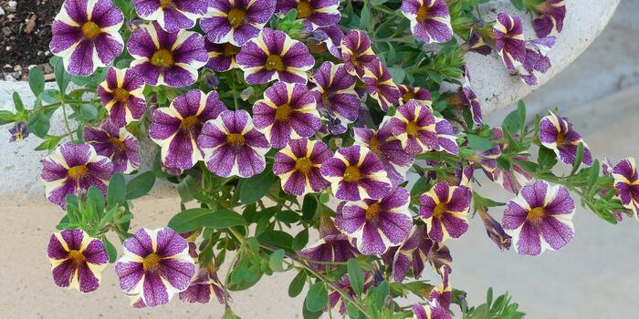 petunias-802841_1920