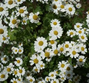 Řimbaba obecná 'Aureum' - Tanacetum parthenium 'Aureum'