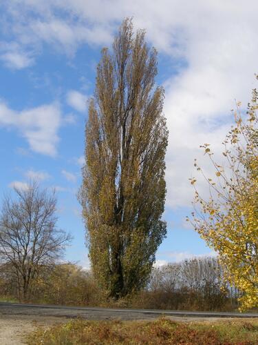 Topol černý 'Italica' - Populus nigra 'Italica'