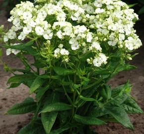 Plamenka latnatá 'Jade' - Phlox paniculata 'Jade'