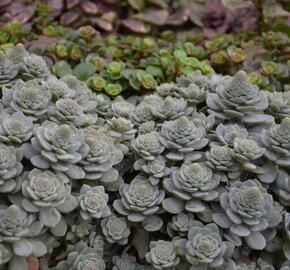 Orostachys - Orostachys boehmeri