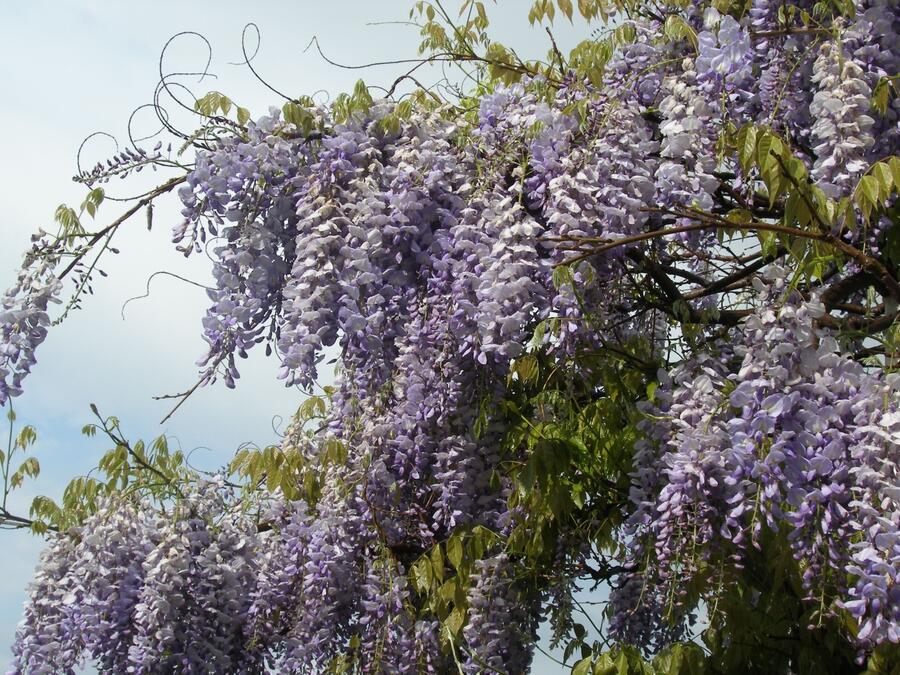 Vistárie čínská 'Prolific' - Wisteria sinensis 'Prolific'