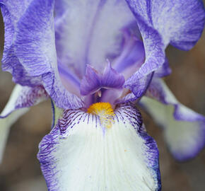 Kosatec německý 'Ribbon Round' - Iris barbata-elatior 'Ribbon Round'