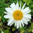 Kopretina největší 'Gruppenstolz' - Leucanthemum maximum 'Gruppenstolz'