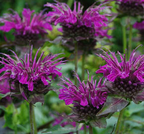 Zavinutka 'Scorpion' - Monarda hybrida 'Scorpion'