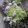 matedouka zkolist Highland Cream - Thymus serpyllum Highland Cream