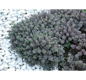 Rozchodník SunSparkler® 'Dazzleberry' - Sedum hybridum SunSparkler® 'Dazzleberry'