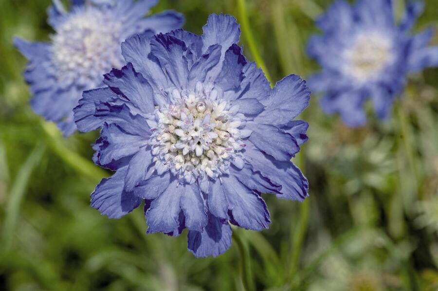 Hlaváč kavkazský 'Fama Deep Blue' - Scabiosa caucasica 'Fama Deep Blue'