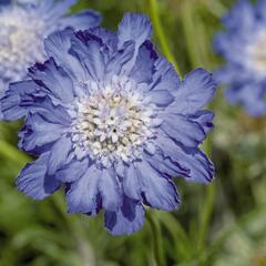 Hlaváč kavkazský 'Fama Deep Blue' - Scabiosa caucasica 'Fama Deep Blue'