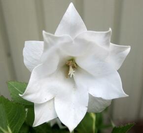 Zvonkovec velkokvětý, boubelka  'Codo Double White' - Platycodon grandiflorus 'Codo Double White'