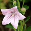 Zvonkovec velkokvětý, boubelka  'Codo Rose' - Platycodon grandiflorus 'Codo Rose'