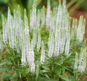 Rozrazil klasnatý 'Candles Snow' - Veronica spicata 'Candles Snow'