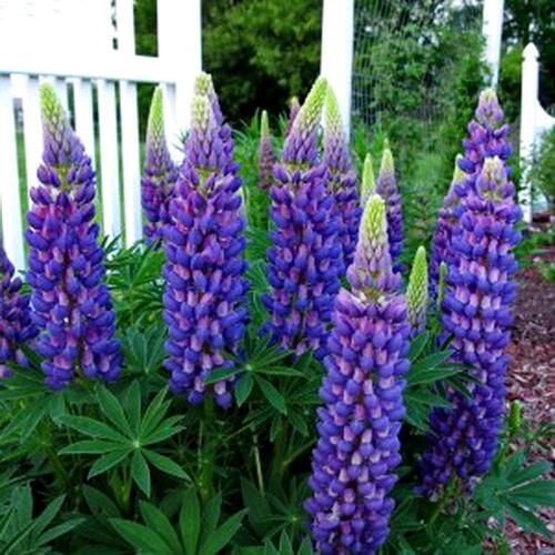 Lupina mnoholistá 'Gallery Blue' - Lupinus polyphyllus 'Gallery Blue'