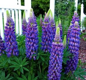 Lupina mnoholistá 'Gallery Blue' - Lupinus polyphyllus 'Gallery Blue'