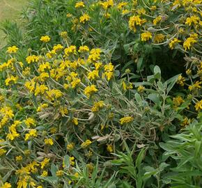 Sápa křovitá - Phlomis fruticosa